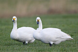 Image. Zwergschwan