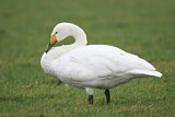 Image. Zwergschwan