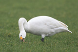 Image. Zwergschwan