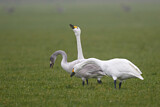 Image. Zwergschwan