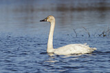 Image. Zwergschwan