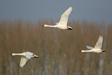 Image. Zwergschwan