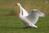 Image. Zwergschwan