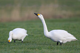 Image. Zwergschwan