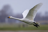 Image. Zwergschwan