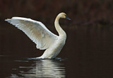 Image. Zwergschwan