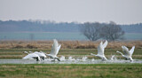 Image. Zwergschwan
