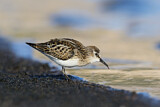 Image. Zwergstrandläufer