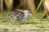Image. Zwergsumpfhuhn