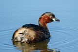 Image. Zwergtaucher