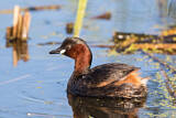 Image. Zwergtaucher