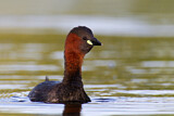 Image. Zwergtaucher