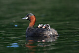 Image. Zwergtaucher