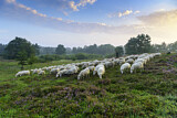 Image. herd of sheep in heathland