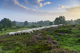 Image. herd of sheep in heathland