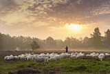 Image. herd of sheep in heathland