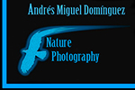 Andres Dominguez
